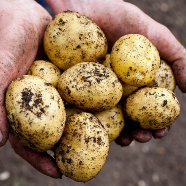 햇감자