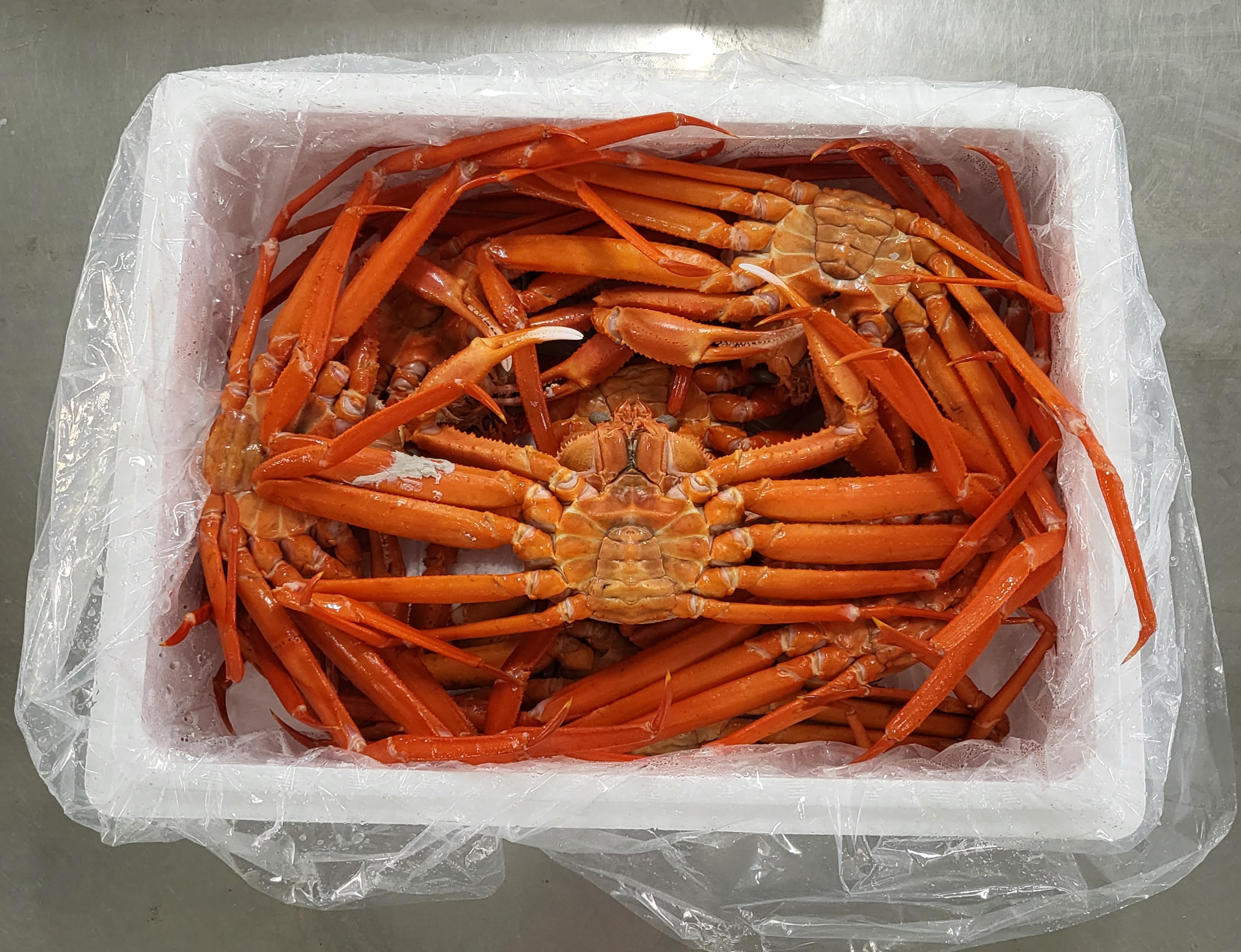 구룡포 자숙 홍게